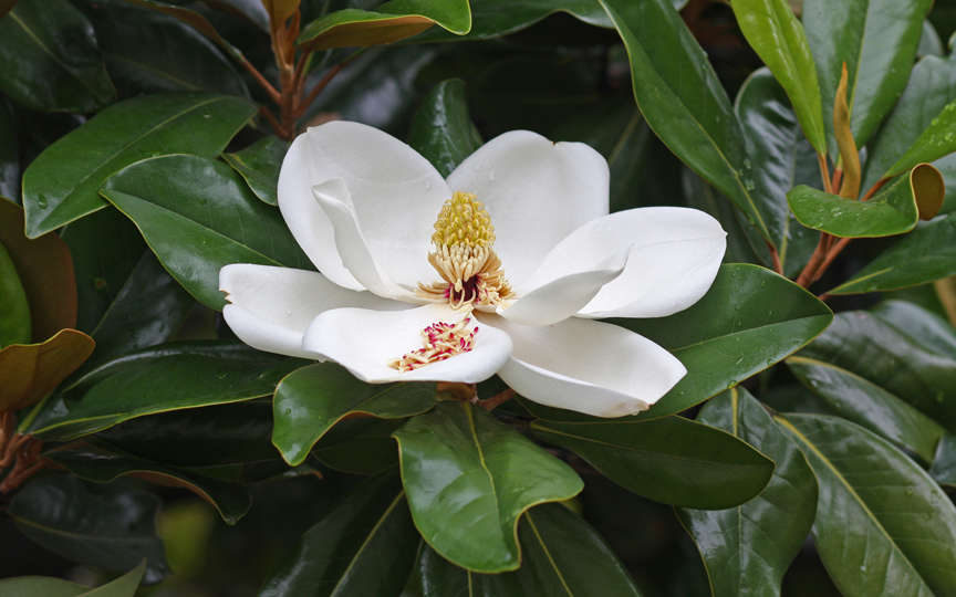 Magnolia Little Gem