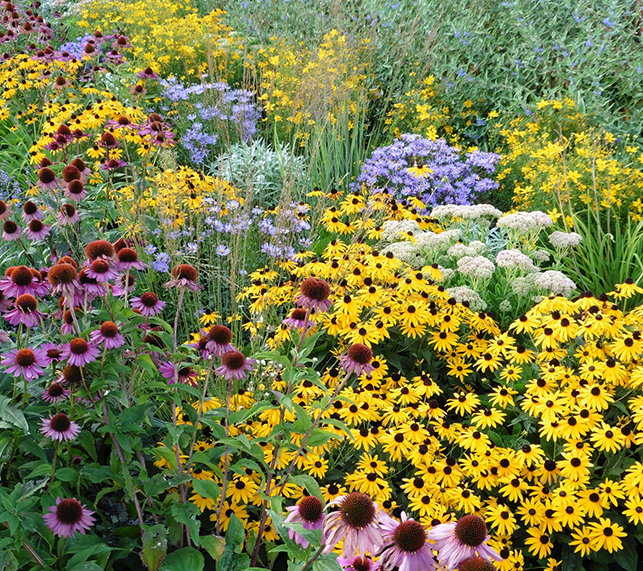 Perennial Garden