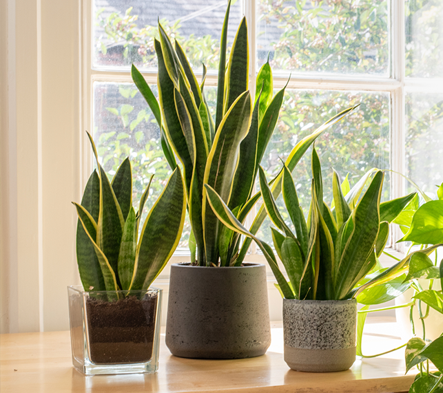 Snake plants