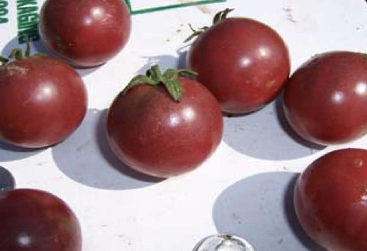 Wild Boar Tomato: Haley's Purple Comet Wild Boar Tomato: Haley's Purple Comet