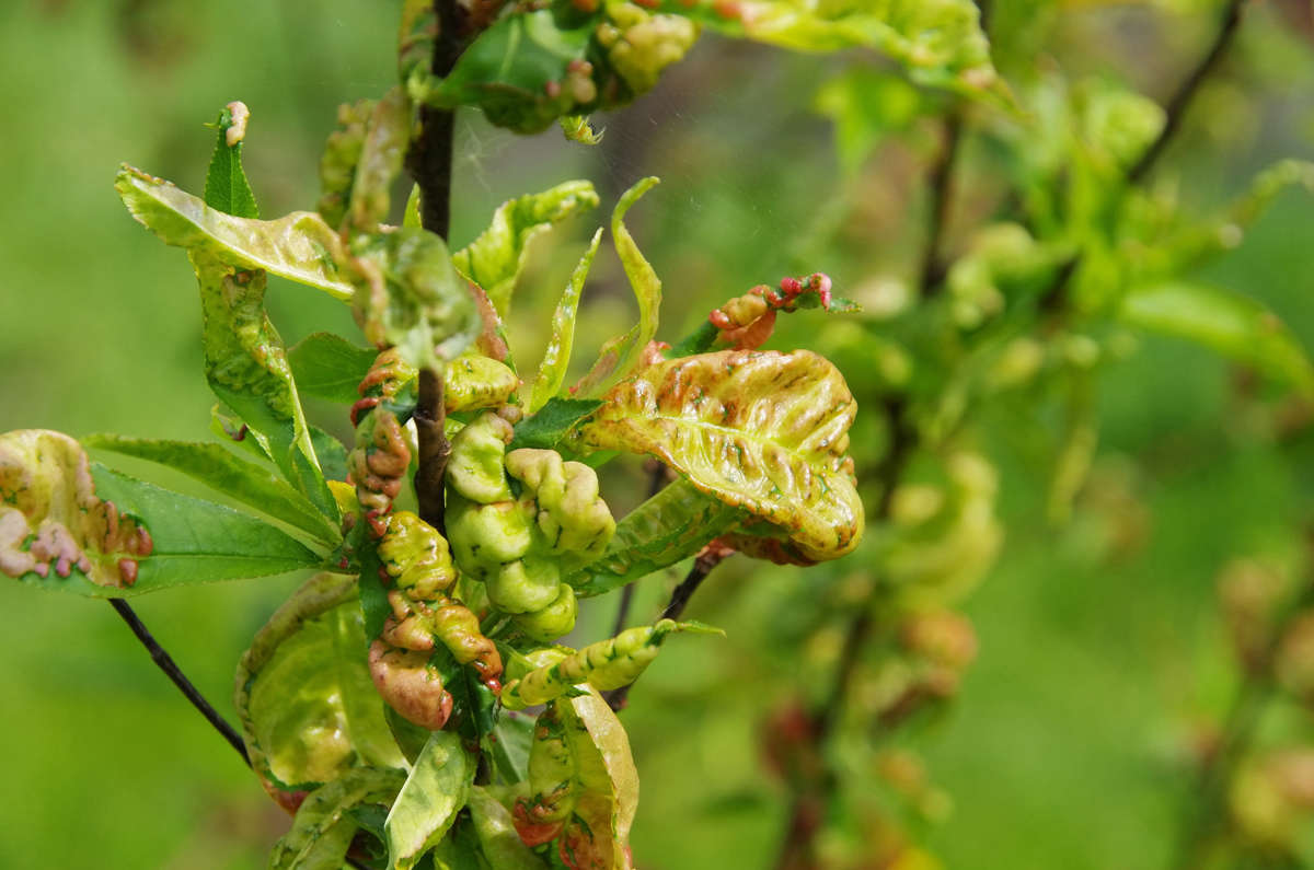 Peach leaf curl