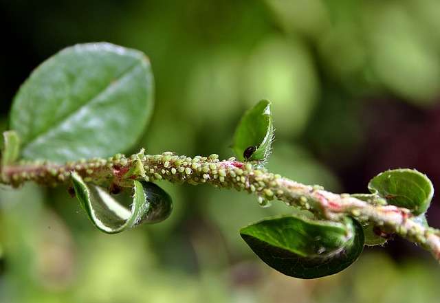 Aphids on plant