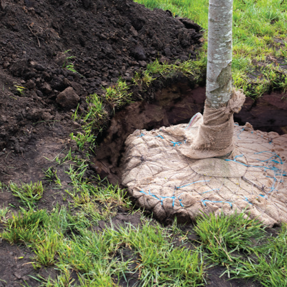 Tree being planted