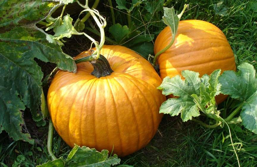 Pumpkin Orange Smoothie