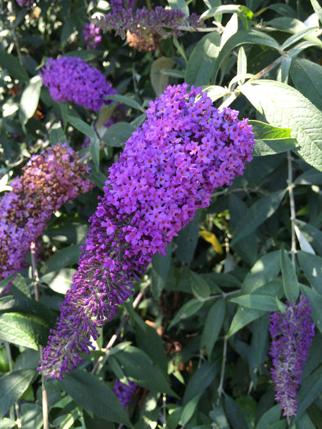 Butterfly Bush Purple