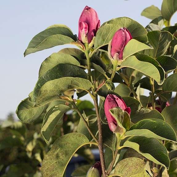Saucer Magnolia Genie