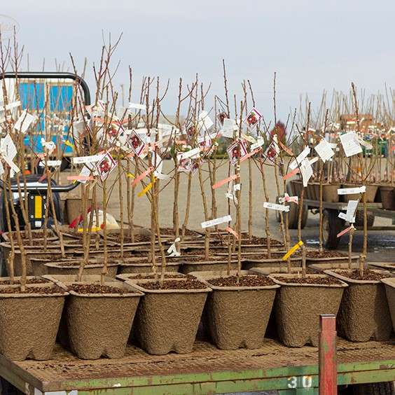 Bareroot nectarines in pulp pots