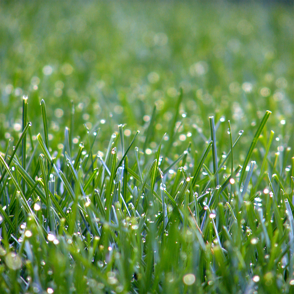 Lush, green lawn