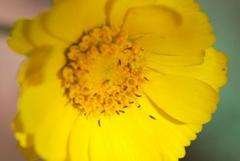 Thrips on Yellow Flower