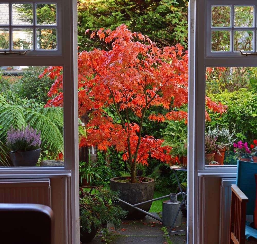 Japanese Maple displaying red fall colors