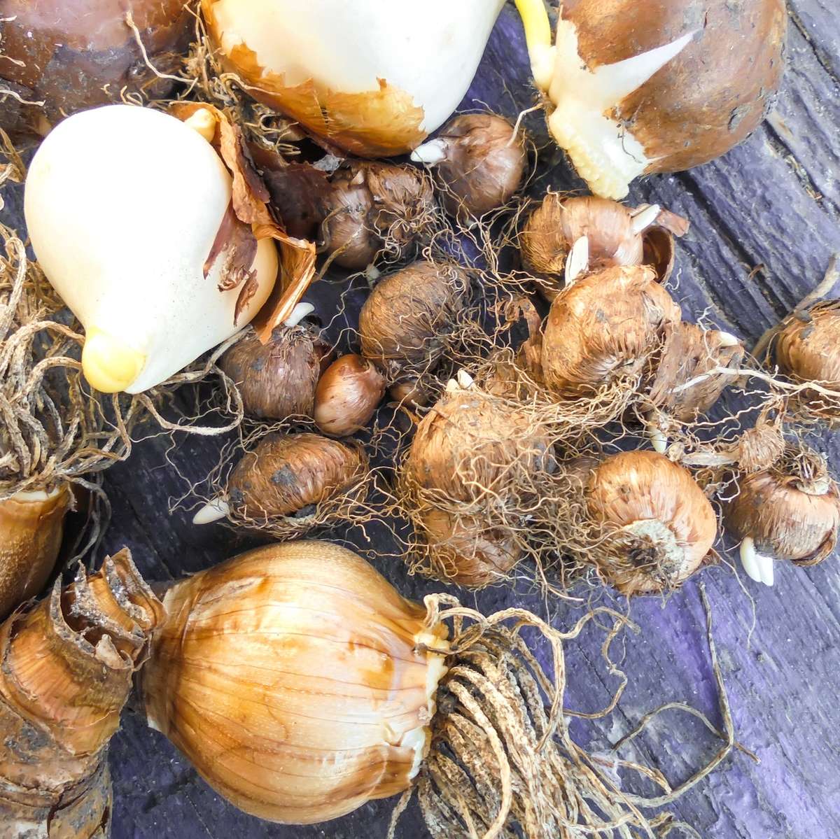 Tulip, daffodil and crocus bulbs on a table