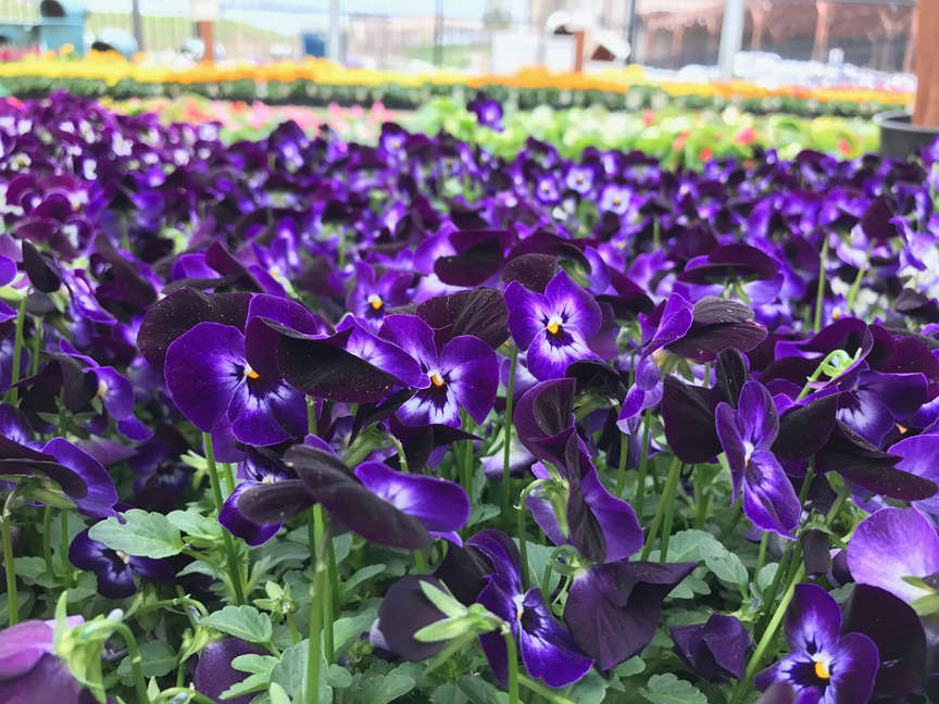 Purple violas