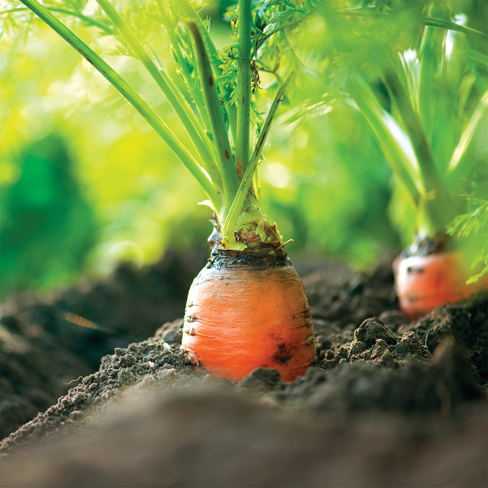 Carrots in ground