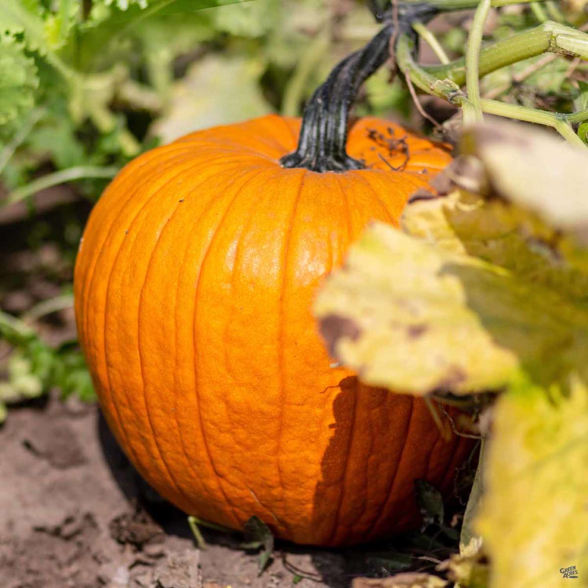 Carving Pumpkins