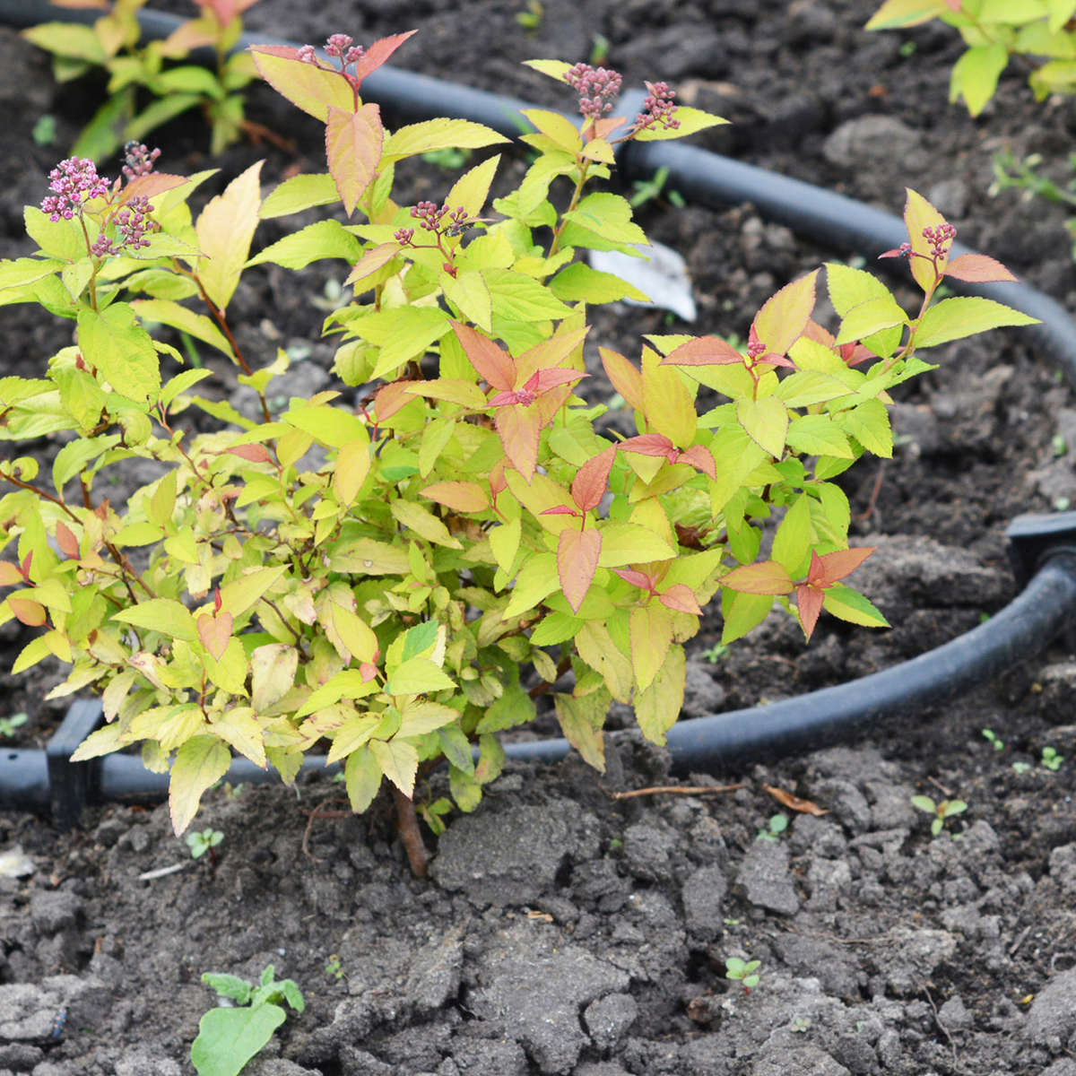 Drip irrigation watering a shrub