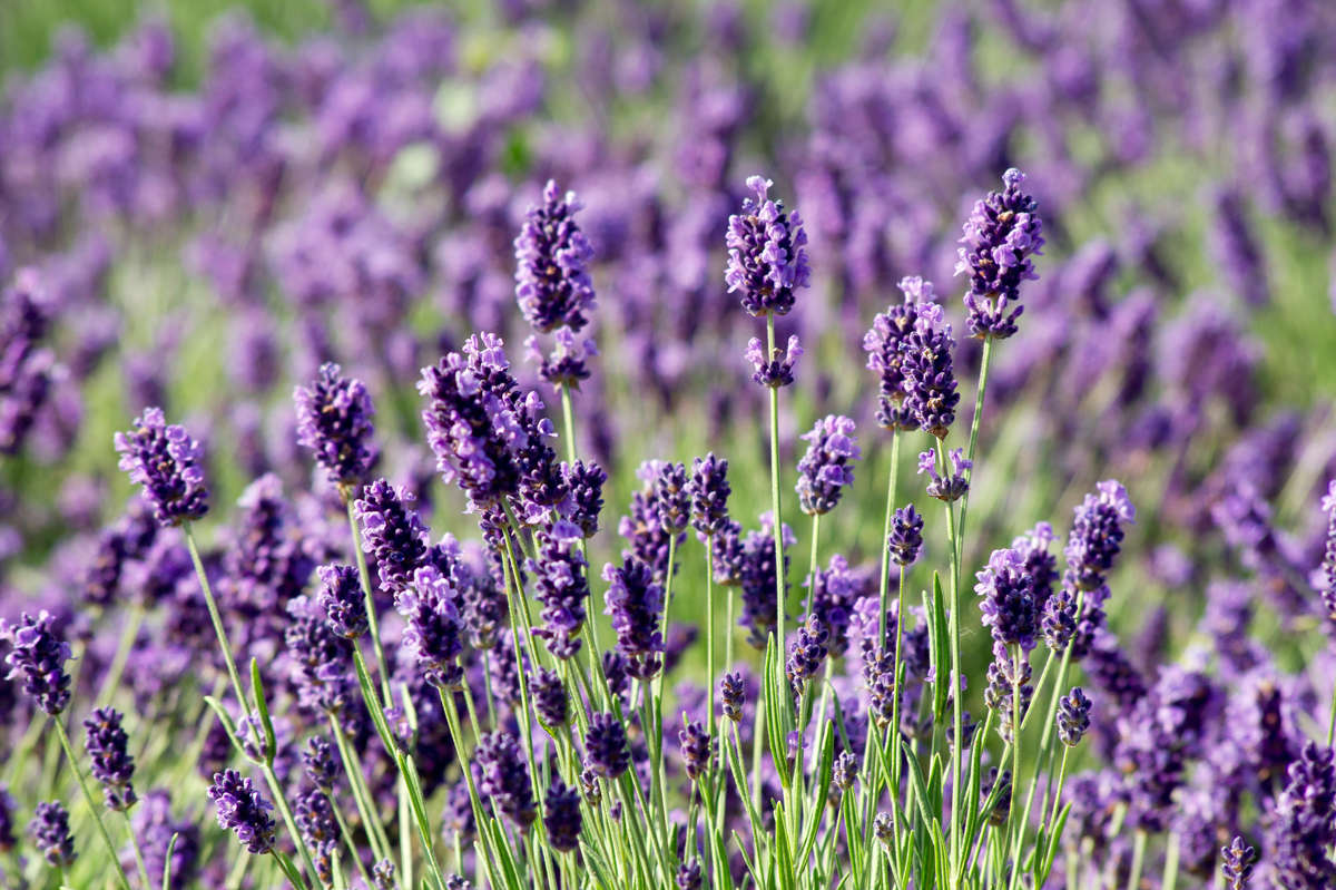 Lavender 'Munstead' Lavender 'Munstead'