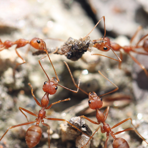 Fire ants dragging bait to their nest