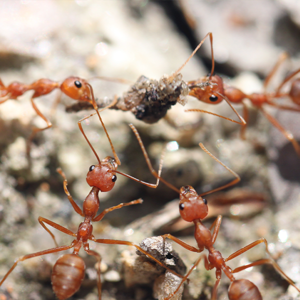 Effective Steps For Managing Fire Ants — Green Acres Nursery And Supply