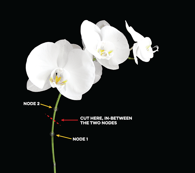 Diagram of where to cut a orchid to initiate a rebloom