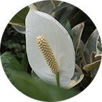 Peace Lily Flowering Plant
