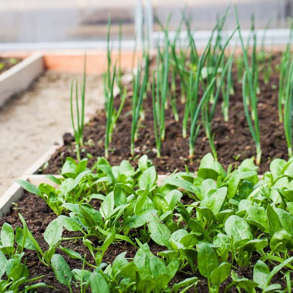 Onions and spinach in raised bed