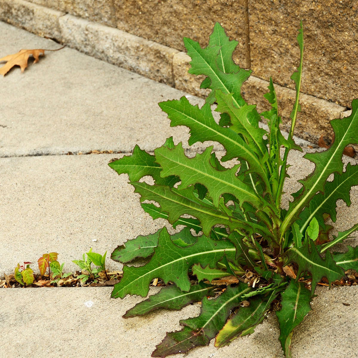 Weeds on sidewalk 