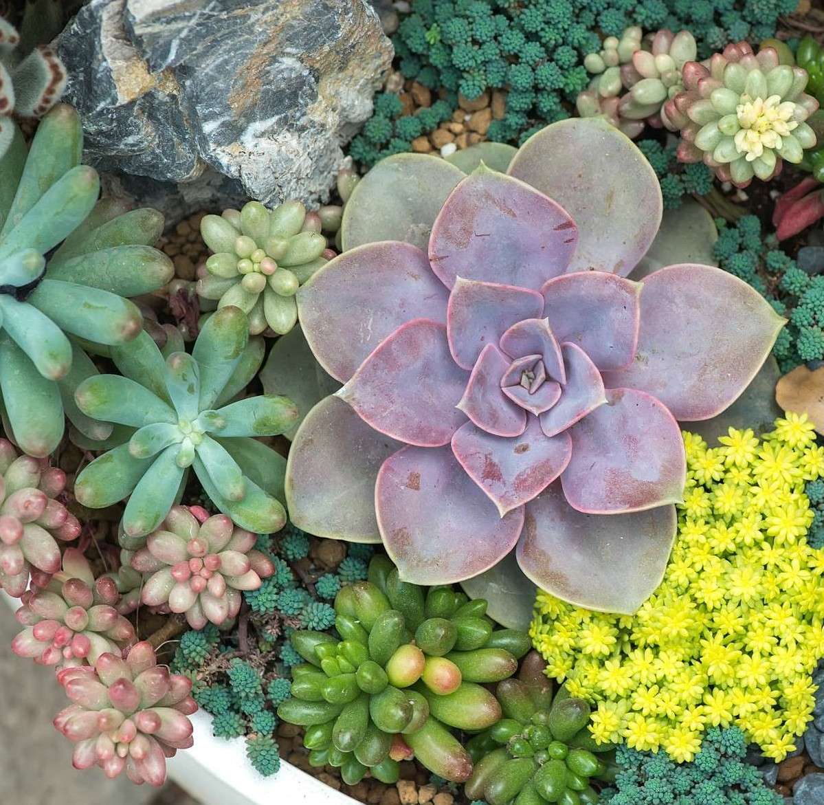 Contrasting Colors of Succulents