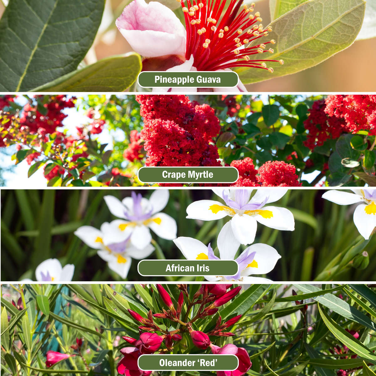 A garden featuring Pineapple Guava, Crape Myrtle, African Iris, and Oleander 'Red,' showcasing a vibrant mix of colors and textures.