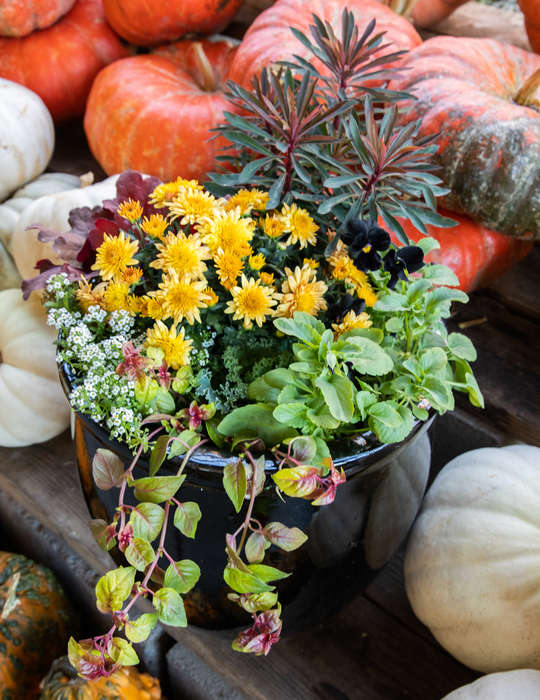 Black pot filled with partial sun plants