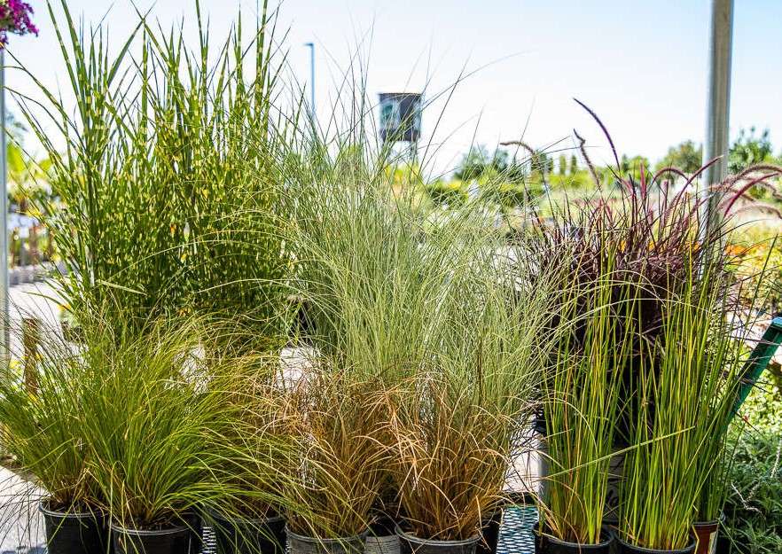 Group of Grasses at Green Acres Nursery and Supply