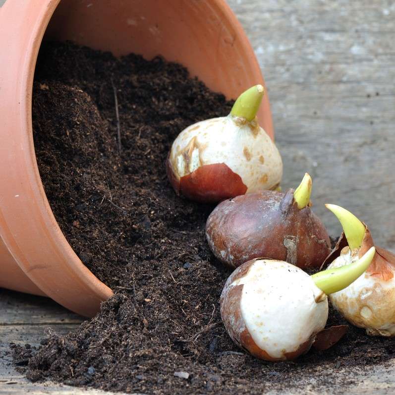 Bulbs in terra cotta pot