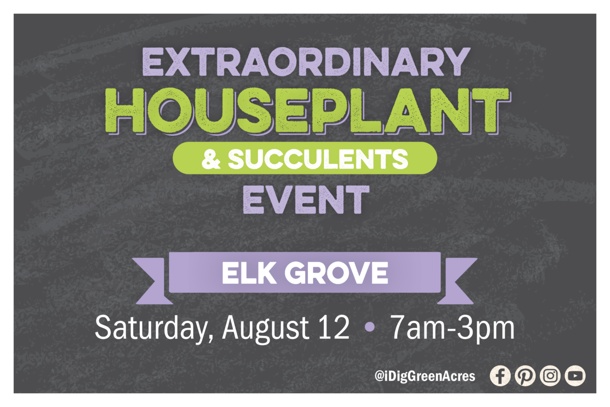 Extraordinary Houseplant Event , Roseville, Saturday, June 24 from 7am - 4om