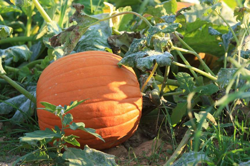 pumpkin in patch