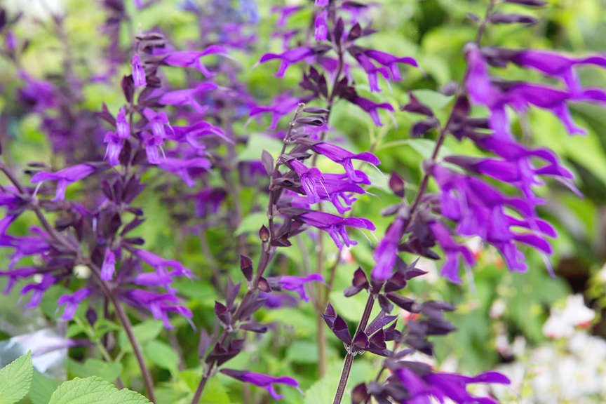Salvia Amistad with dark purple flowers 
