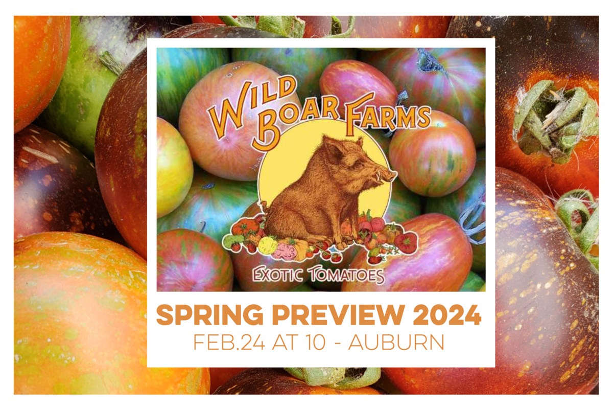 Wild Boar Farms Exotic Tomatoes Spring Preview 2024 at February 24 at 10am in Auburn