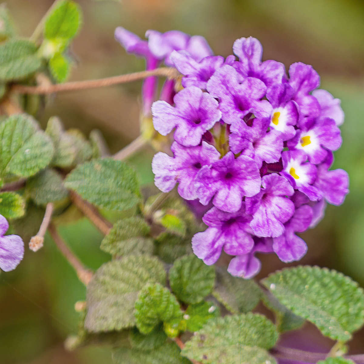 Purple Trailing Lantana