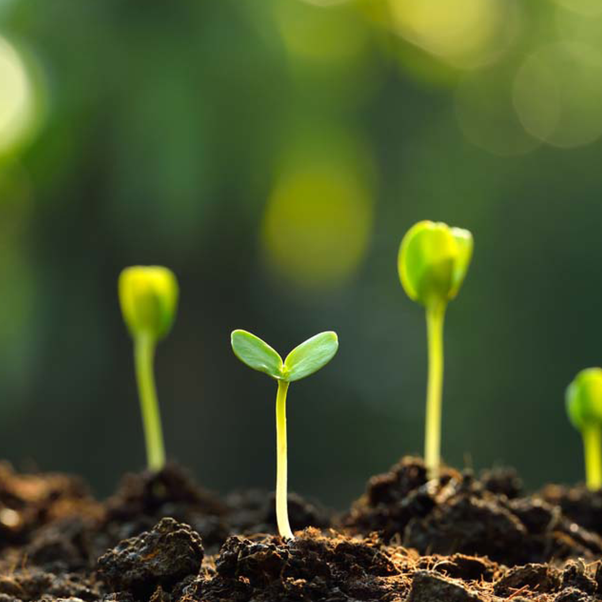 Seed sprouts growing in the dirt