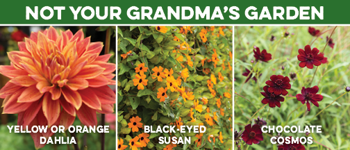 Not Your Grandma's Garden Yellow or Orange Dahlia Black-Eyed Susan Chocolate Cosmos