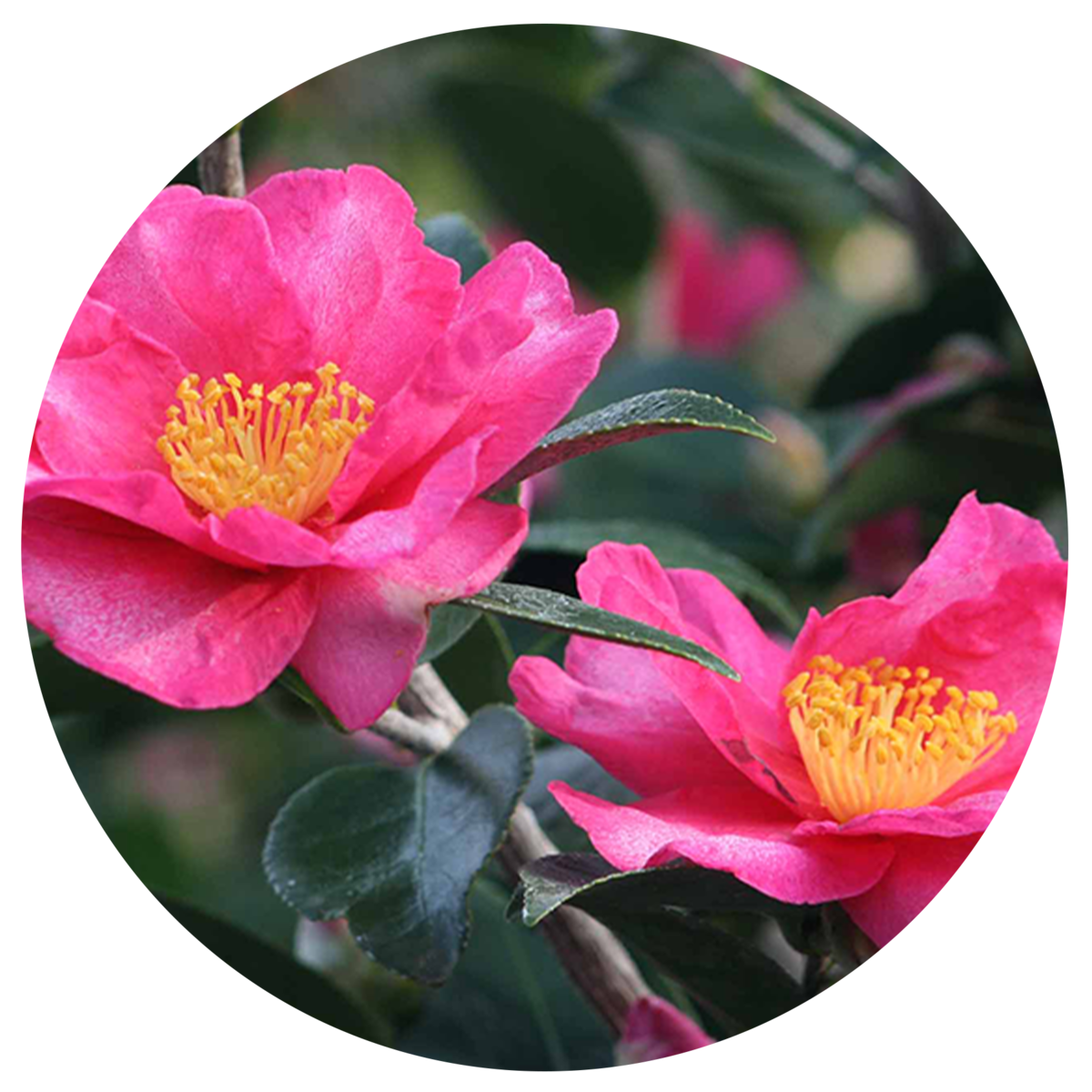 Camellia s. 'Kanjiro'