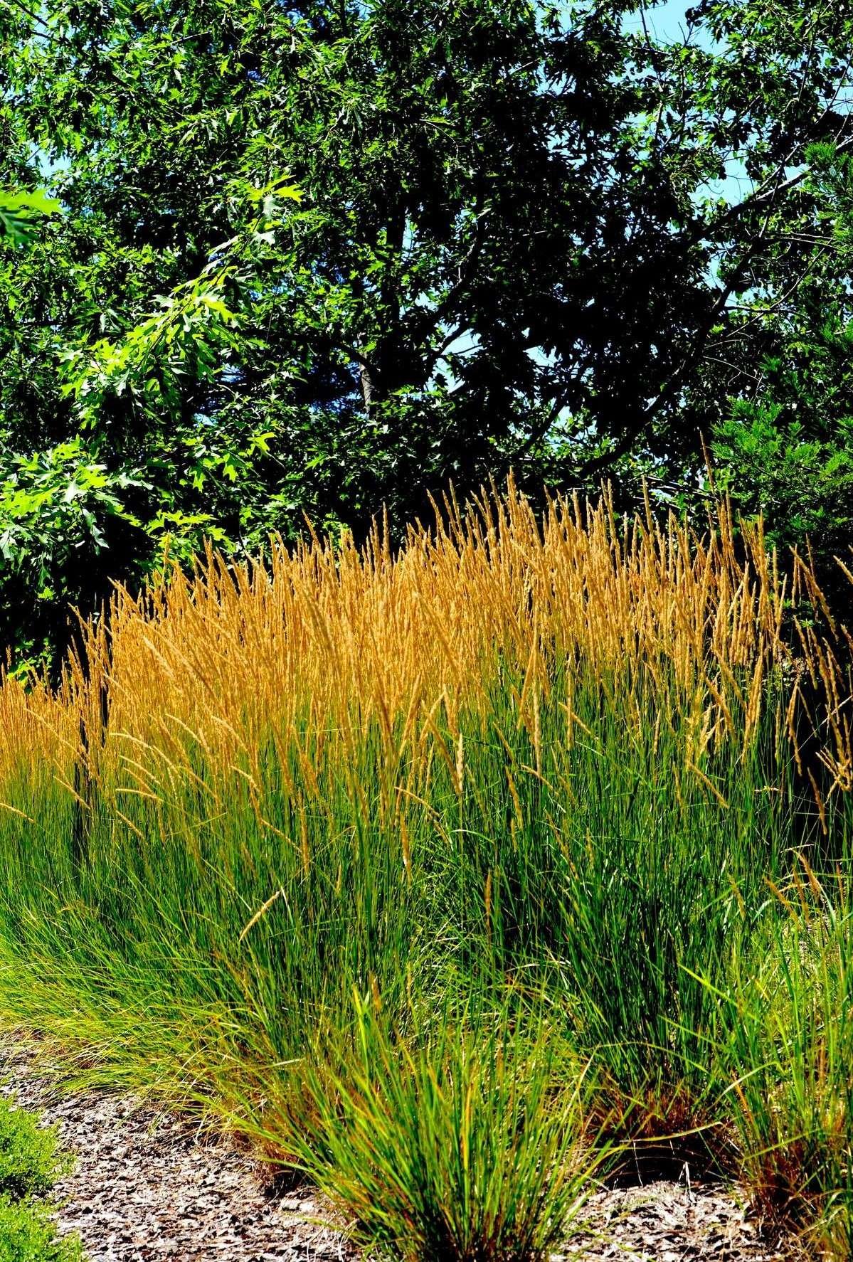Feather Reed Grass ‘Karl Foerster’