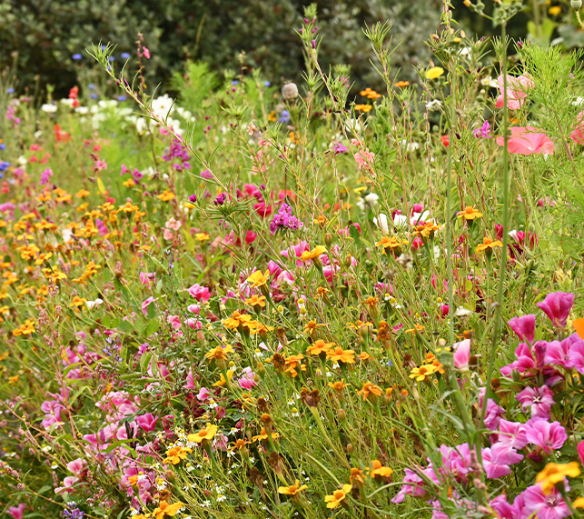 Flower intermixed together