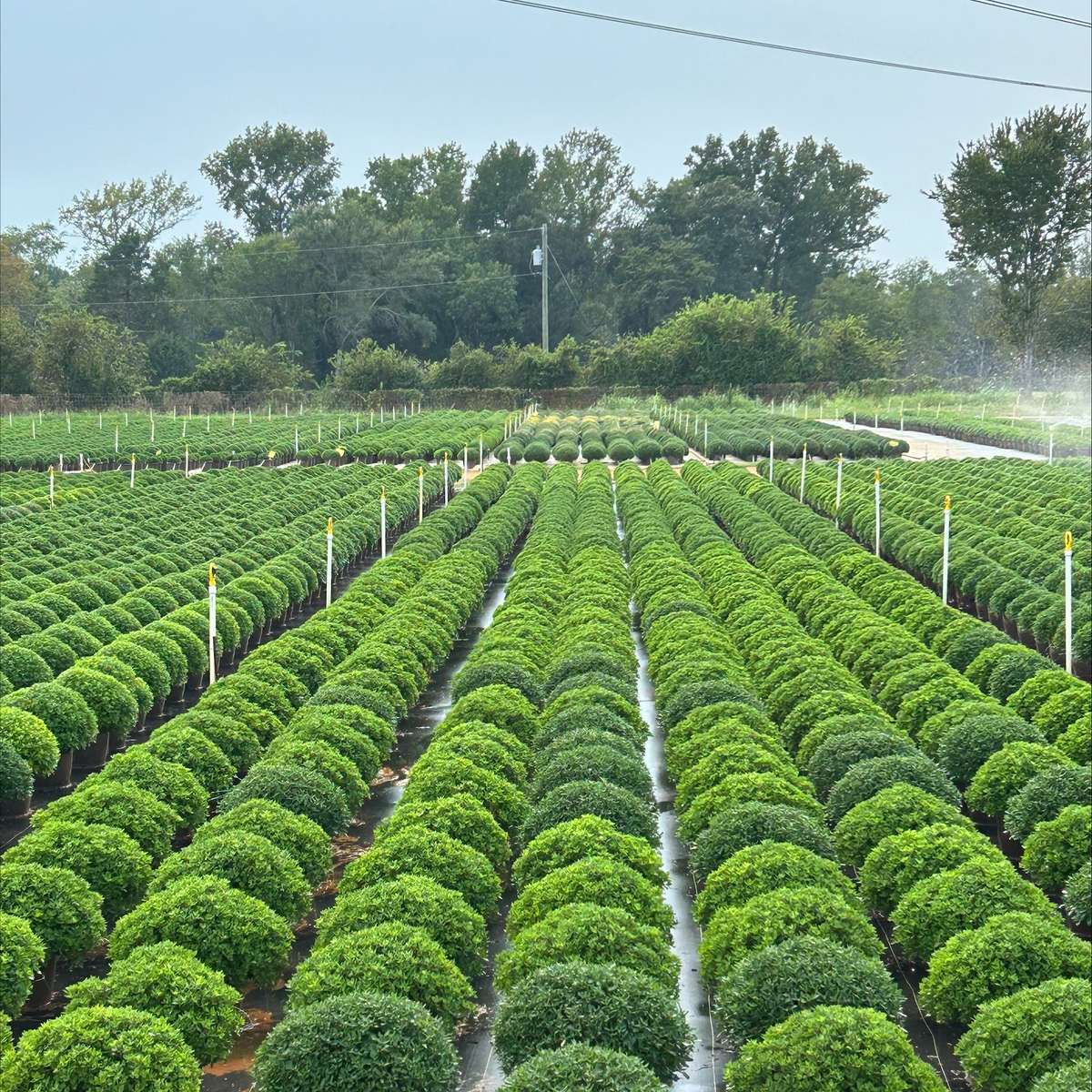 Mums growing outside at Powell Plants