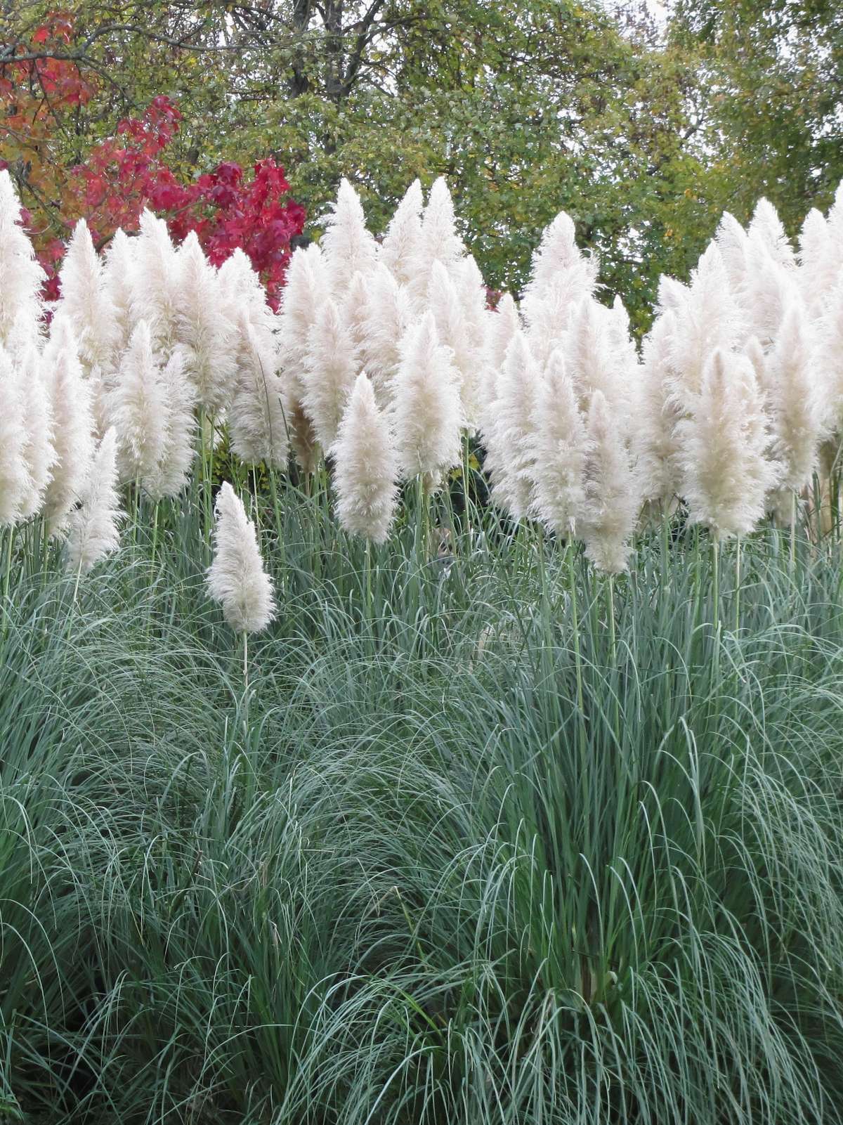 Pampas Grass