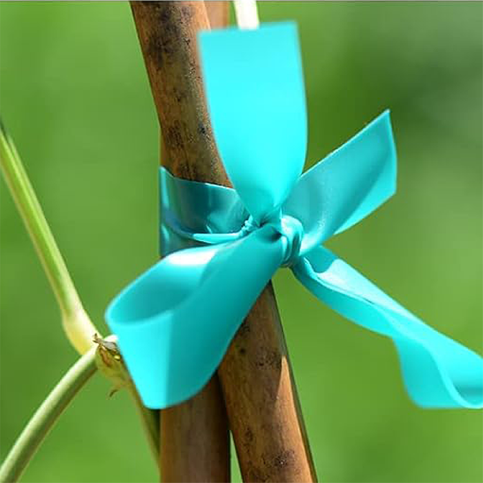 Vine tied with green plastic stretch tie