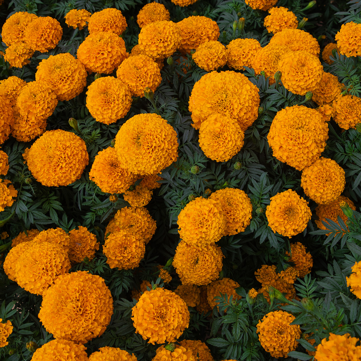 A grouping of marigolds together