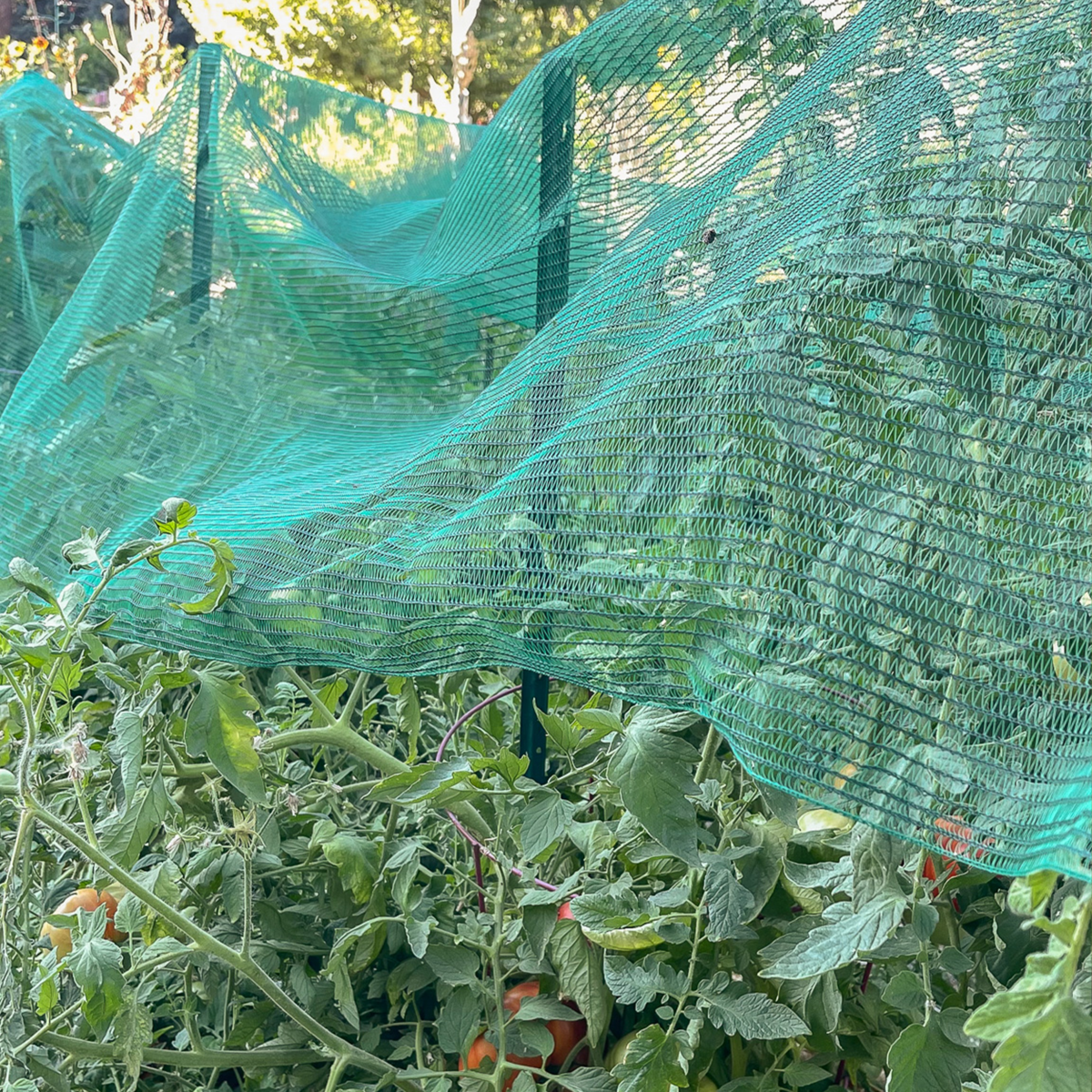 Shade Cloth Over Tomatoes