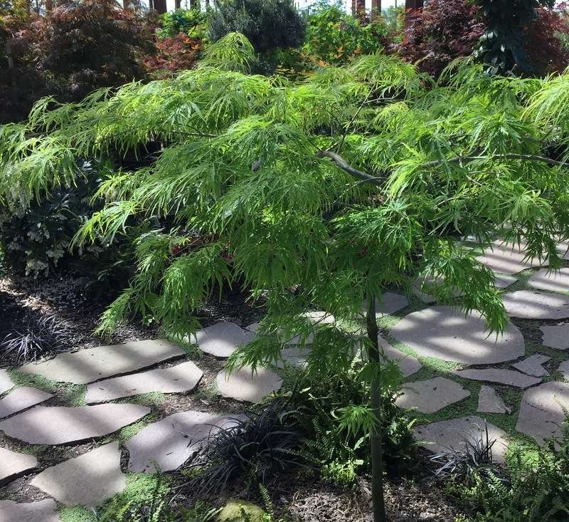 Japanese Maple with green foliage