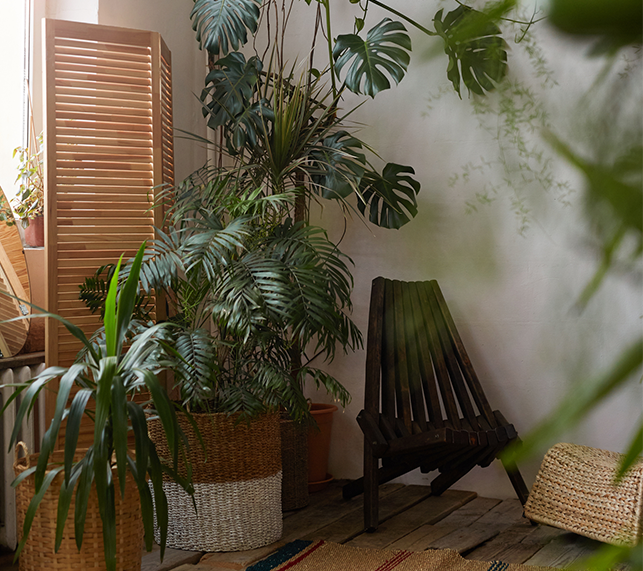 Living room with a variety of houseplants