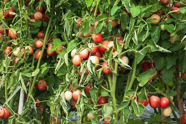 Tomatoes showing sunburn