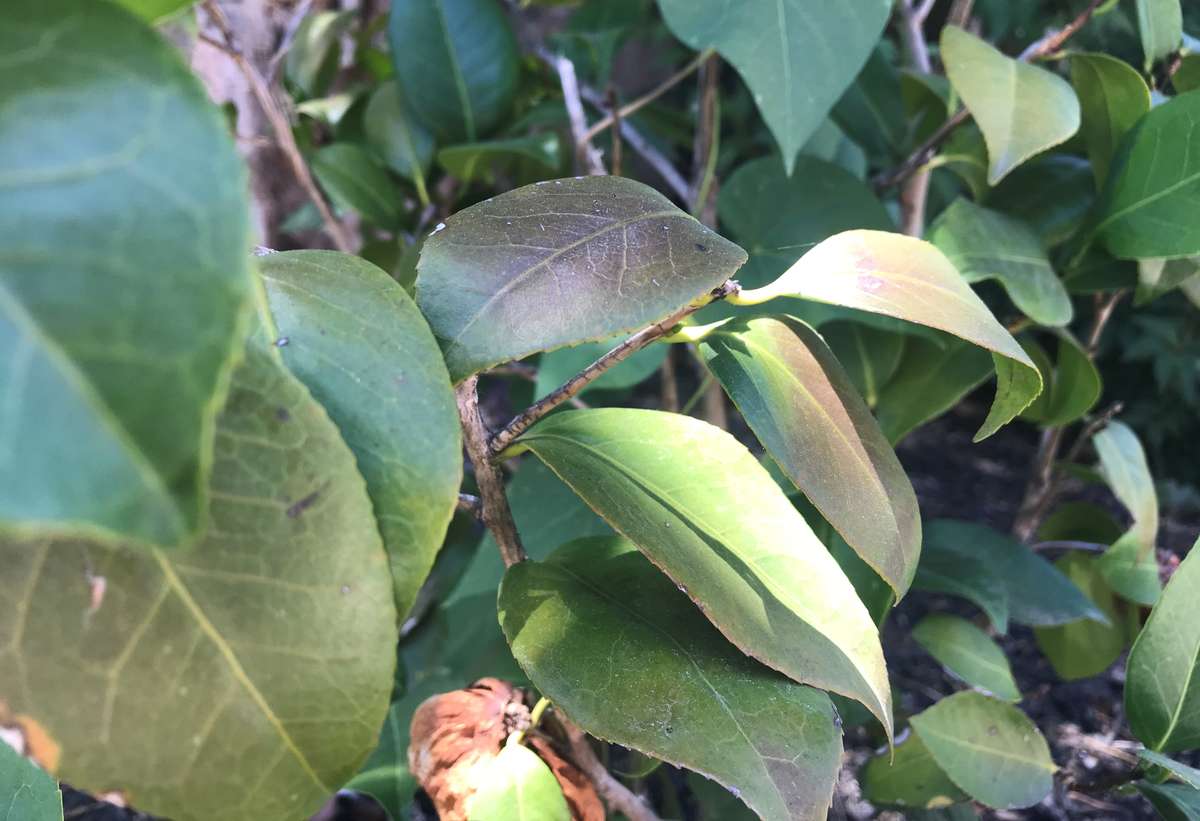 Sunburned leaves on a Camellia